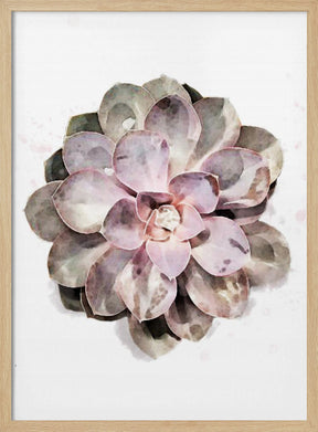 Succulent 01 Poster