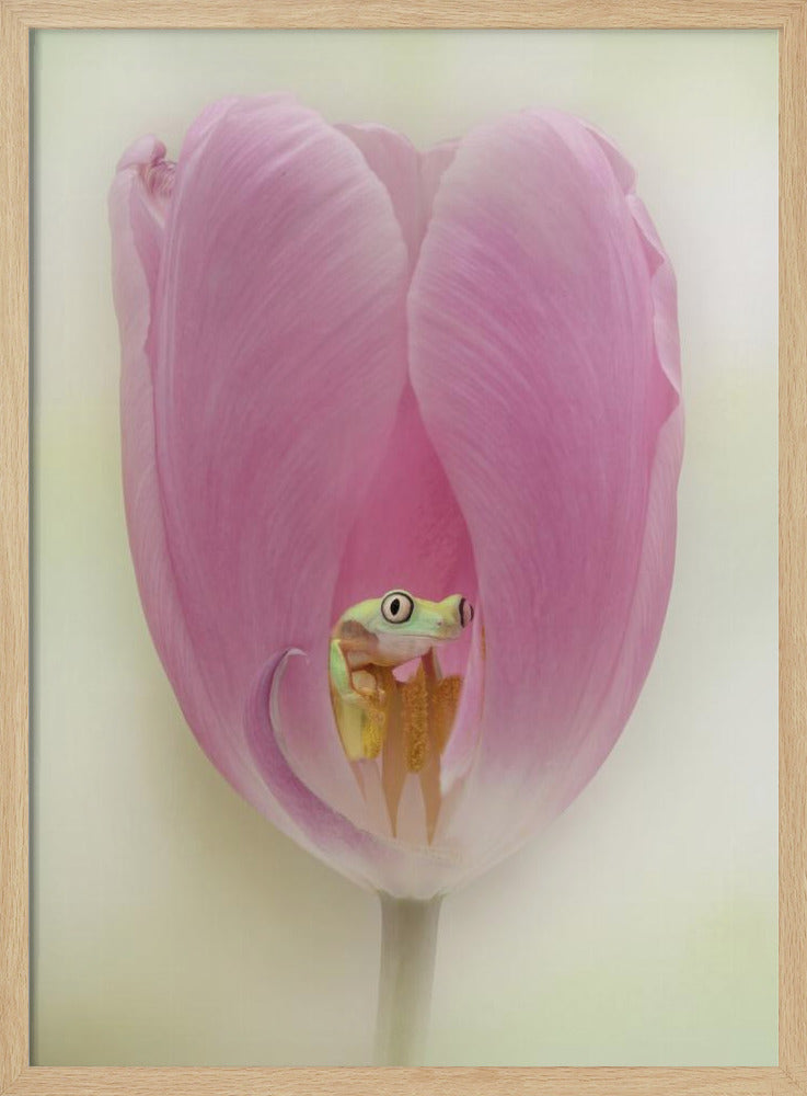 The Lemur Tree Frog and the Pink Tulip Poster