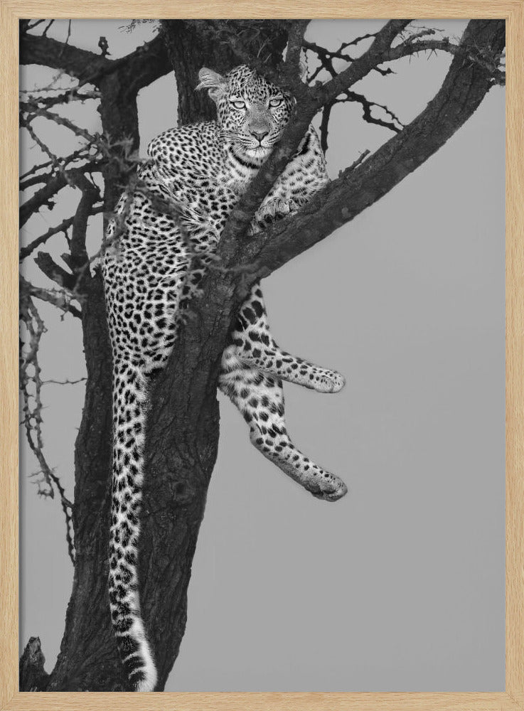 Rest On The Tree Poster