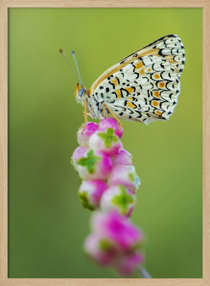 Butterfly at the tip Poster