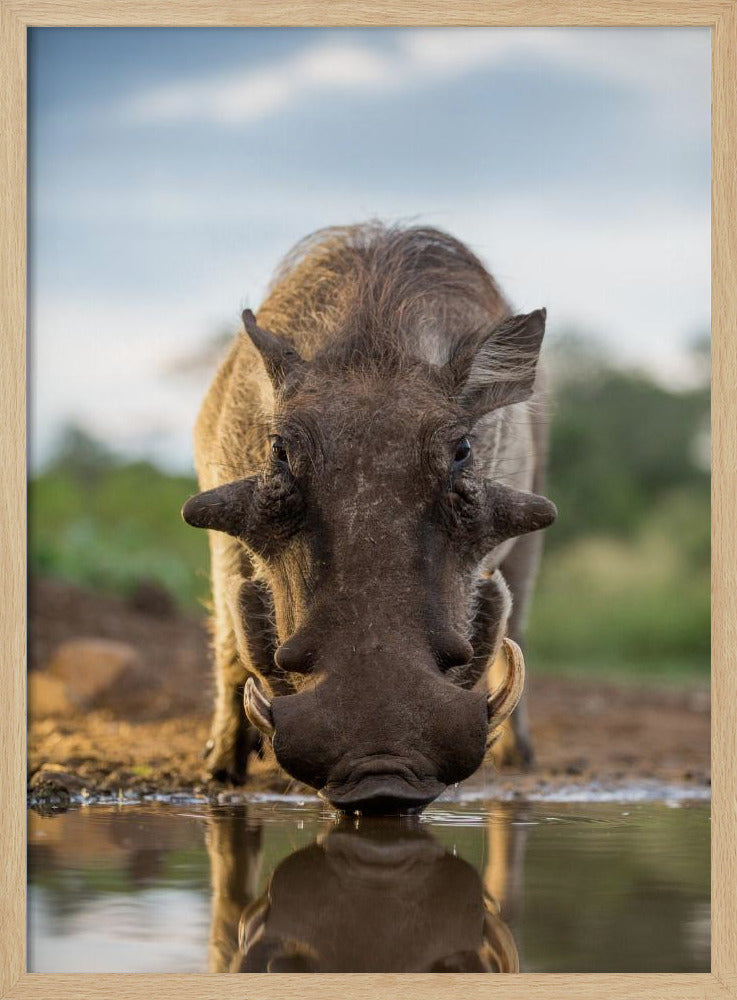 HEAD ON HOG Poster