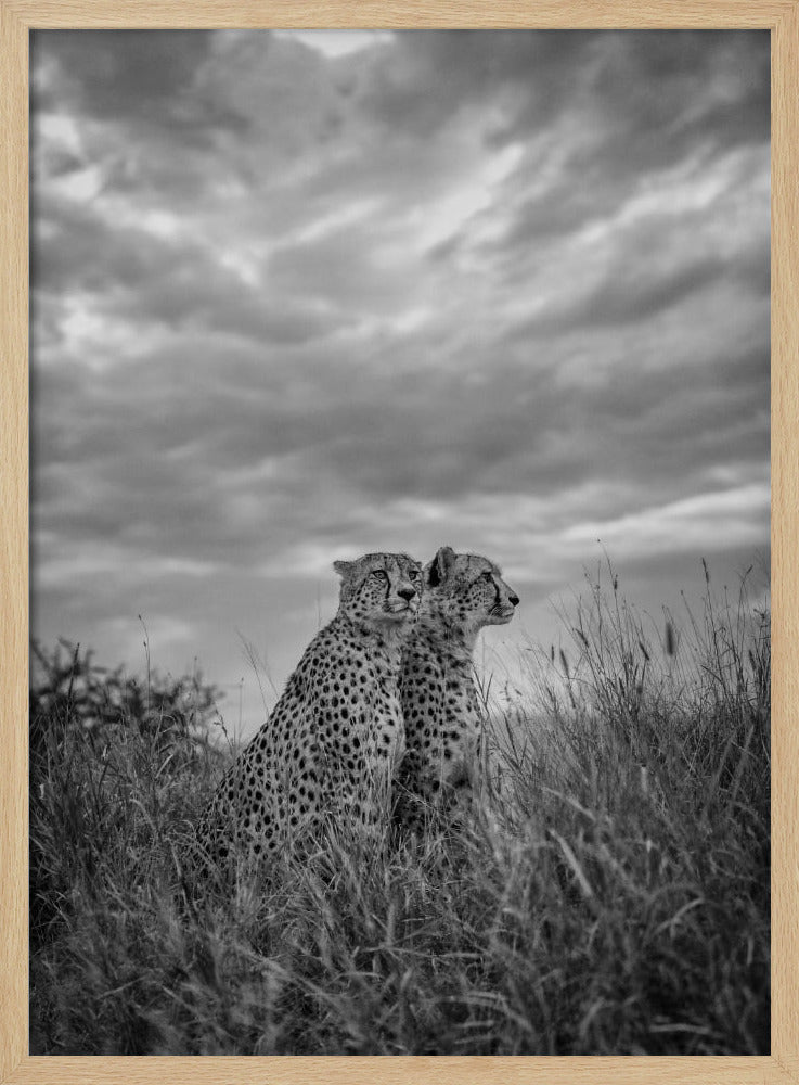 CHEETAH DREAMS Poster