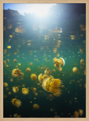 Lenmakana Jellyfish Poster