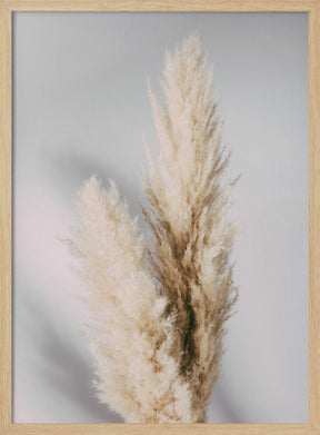 Pampas Grass Grey Poster