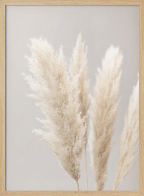 Pampas Grass Grey 02 Poster