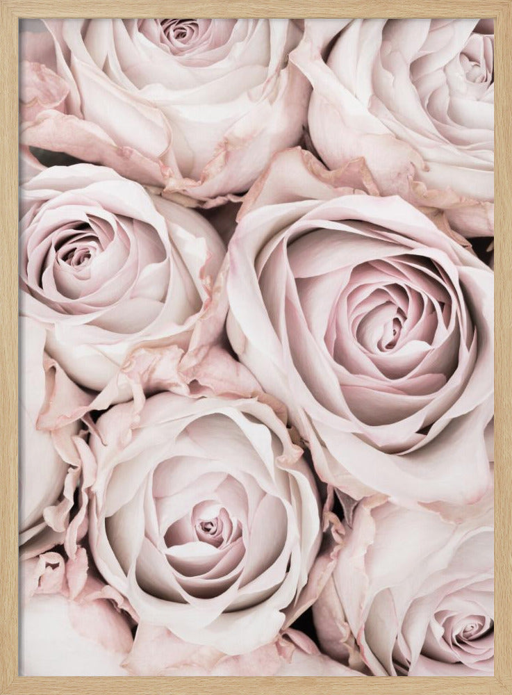 Pink Roses No 01 Poster