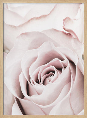 Pink Rose No 05 Poster