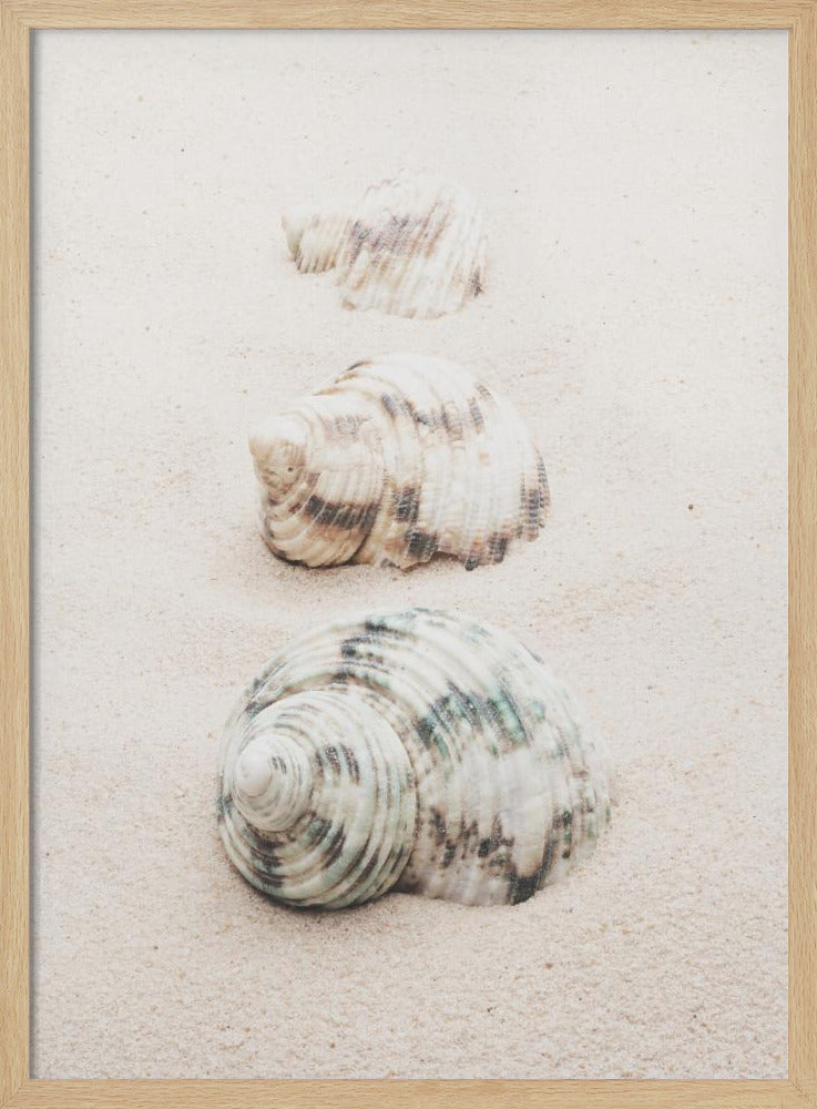 Shells Poster