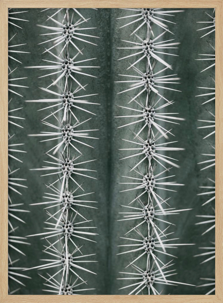 Cactus green Poster