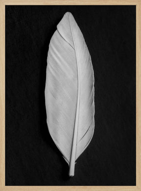 Feather_008 Poster