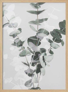 Eucalyptus_002 Poster