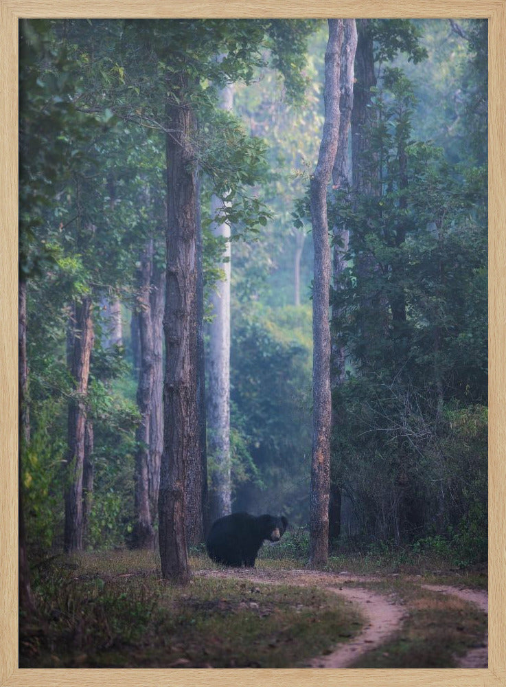 Sloth bear Poster