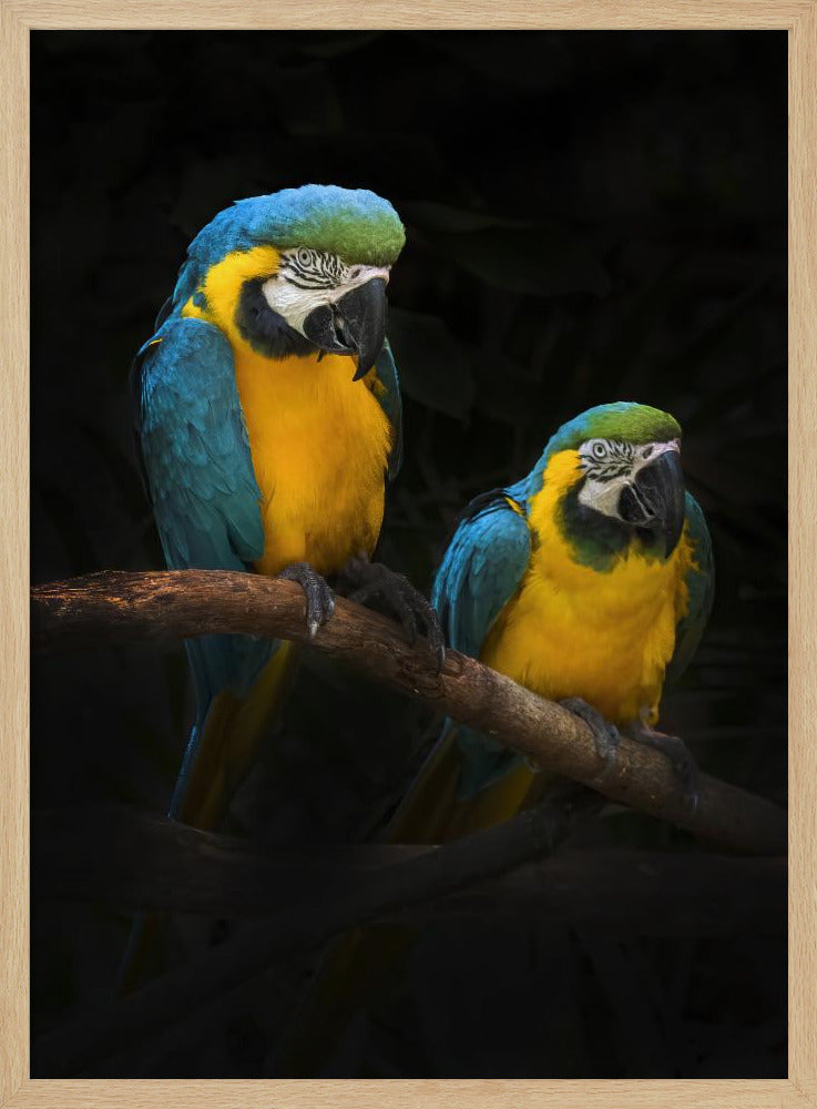 Macaw Parrots Poster