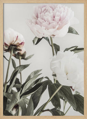 Peony 04 Poster