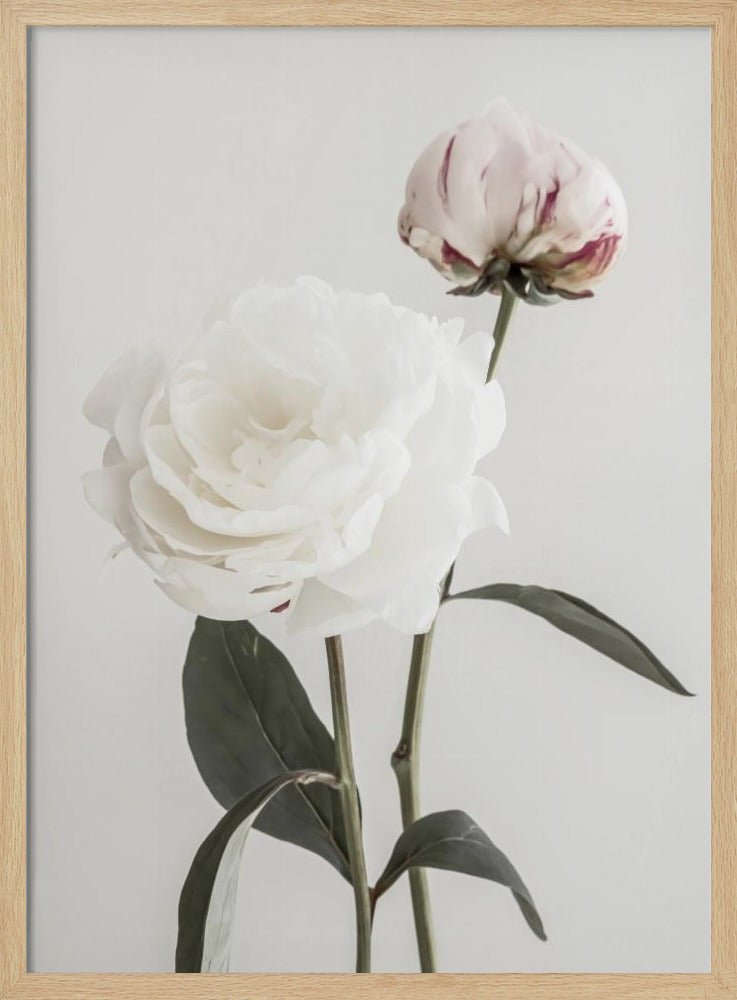 Peony 12 Poster