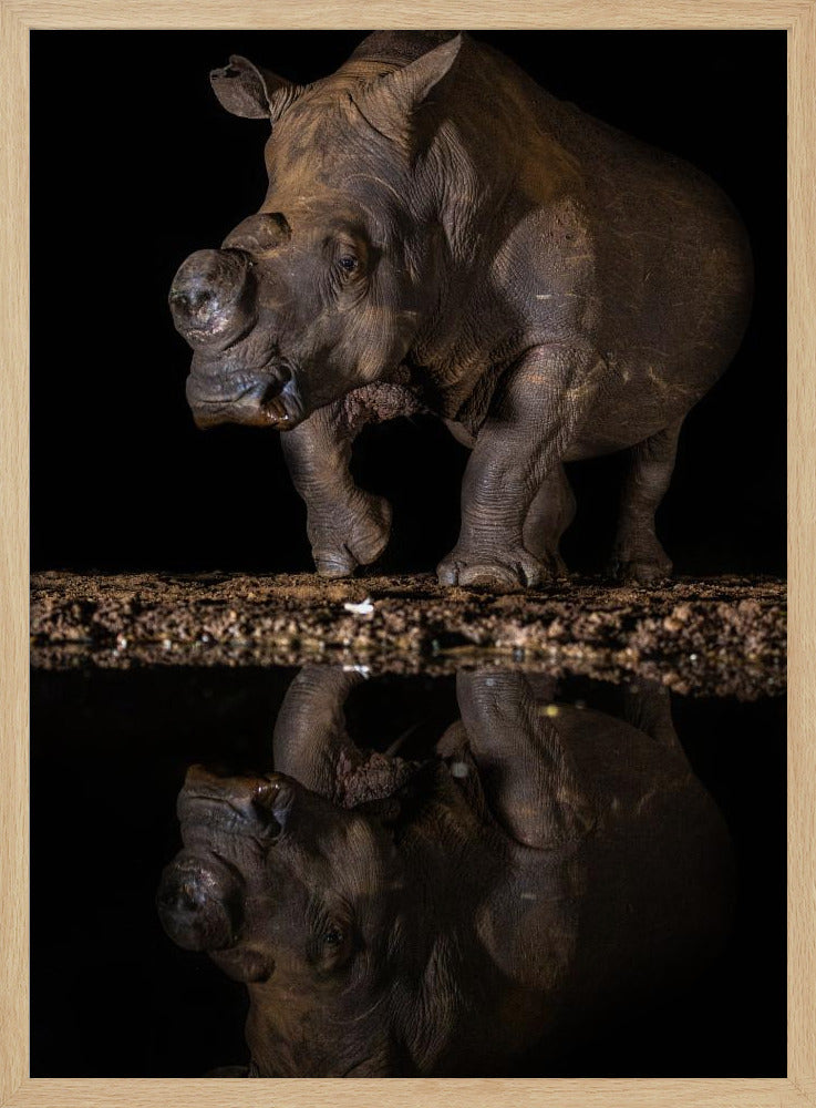 REFLEXION RHINO Poster