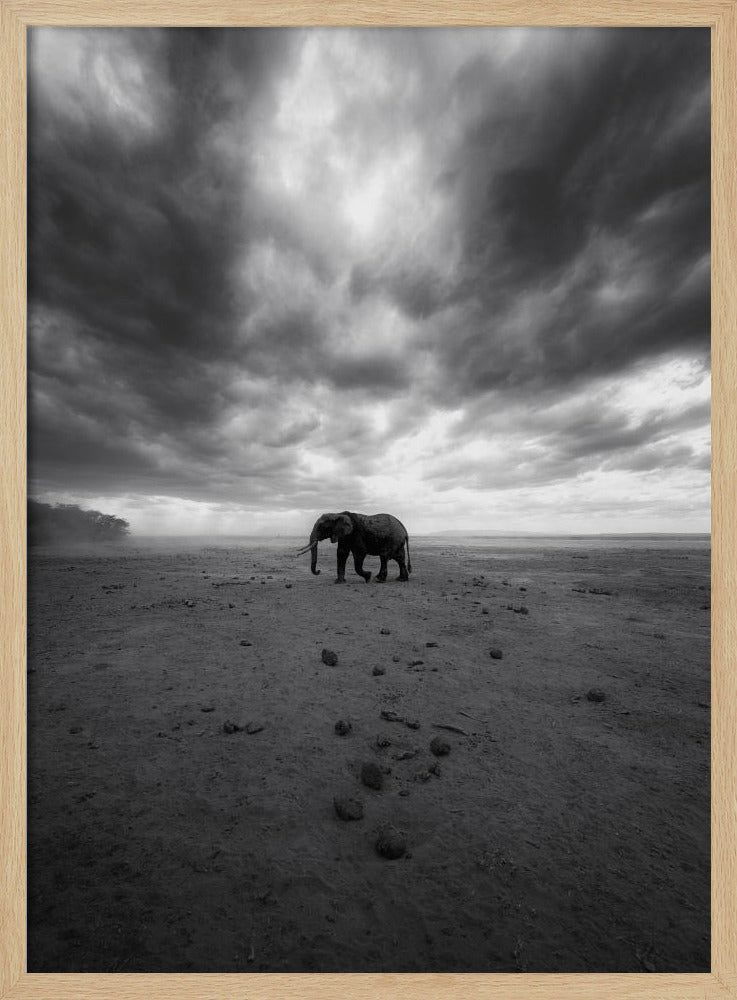 Amboseli Poster