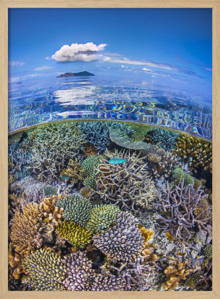 The North Reef Coral Garden Poster