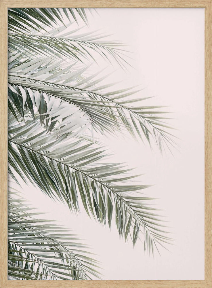 Blush Palm Leaves Poster