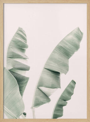 Blush Banana Leaves Poster