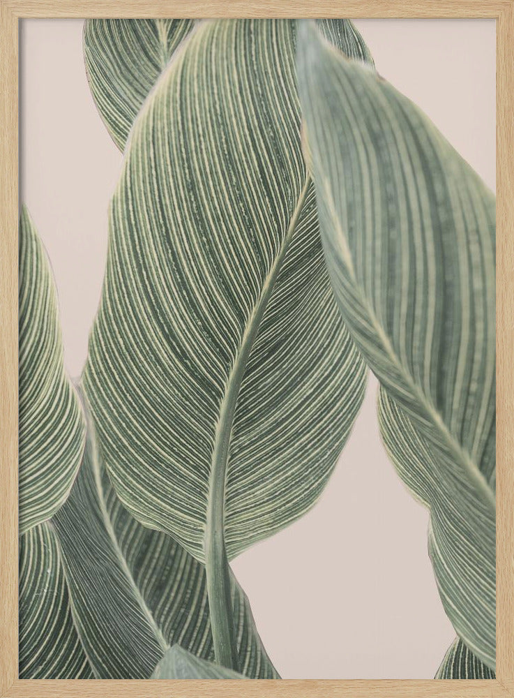 Calla Leaf Poster