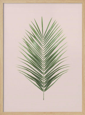 Palm Leaf Blush Poster