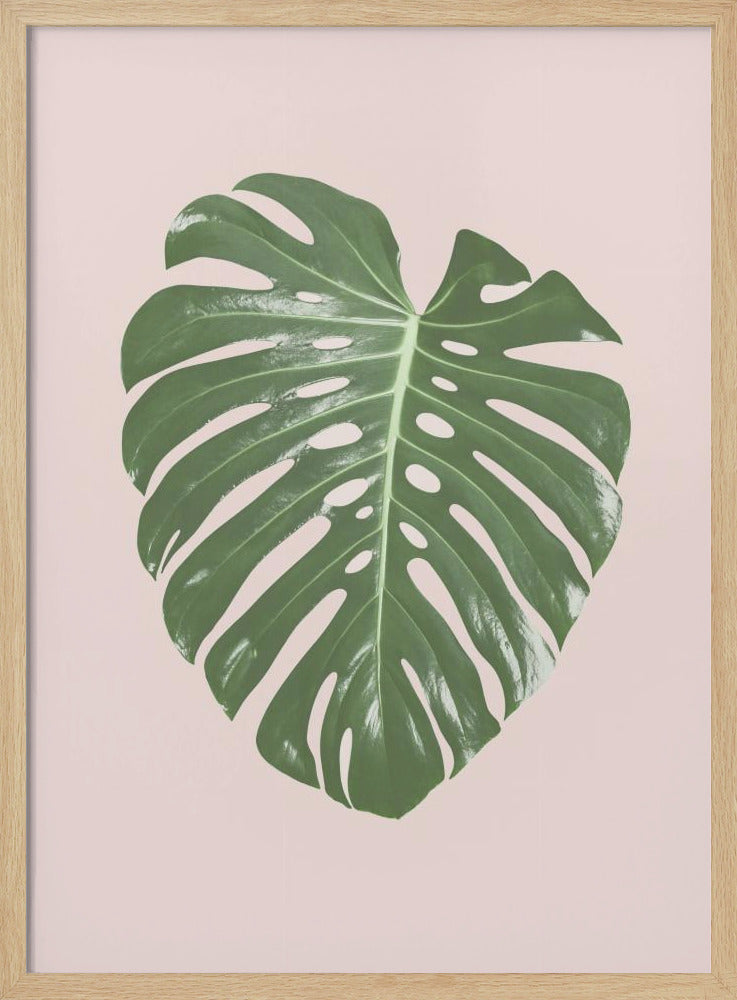 Monstera Leaf Blush Poster