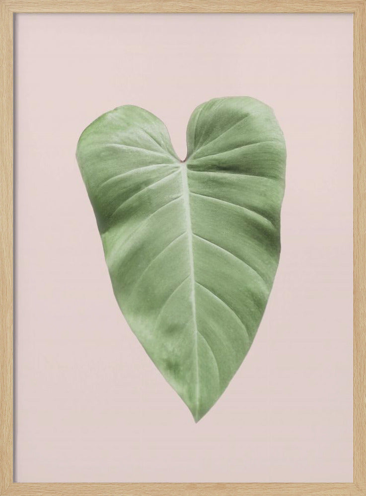 Tropical Leaf Blush Poster