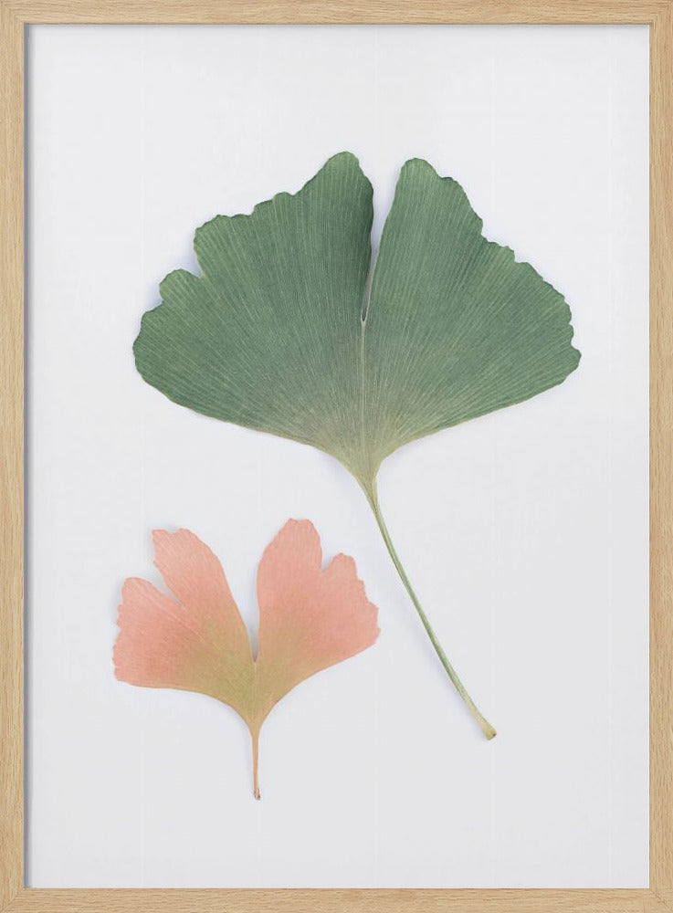 Pastel Ginkgo Poster