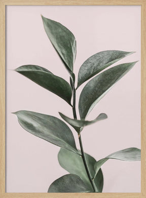 Foliage on Pink Poster