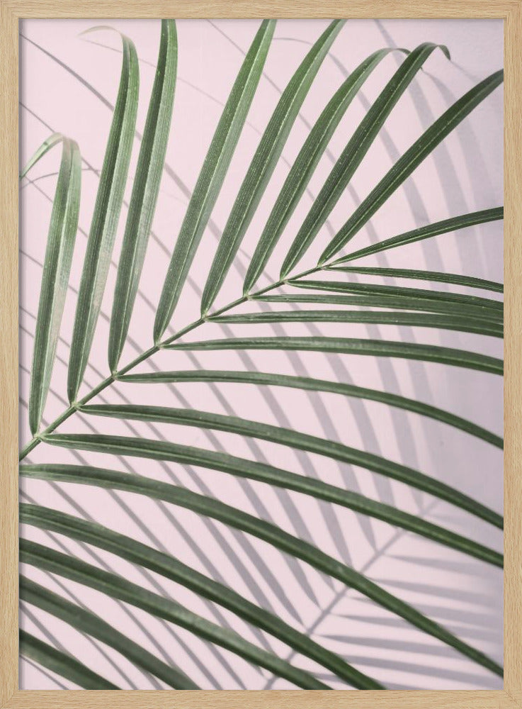 Palm Leaf Shadow Poster