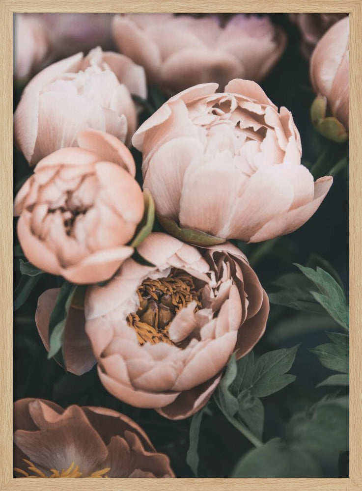 Coral Peonies Poster