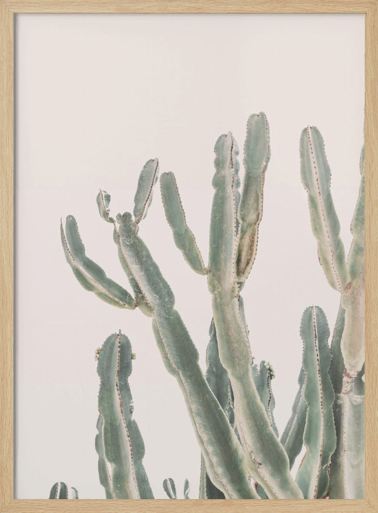 Sunrise Cactus Poster