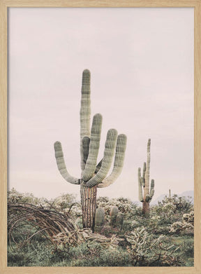 Pink Saguaro Poster