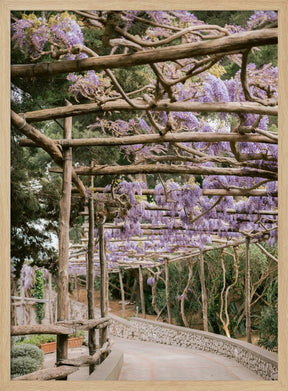 The Lavender Walkway Poster