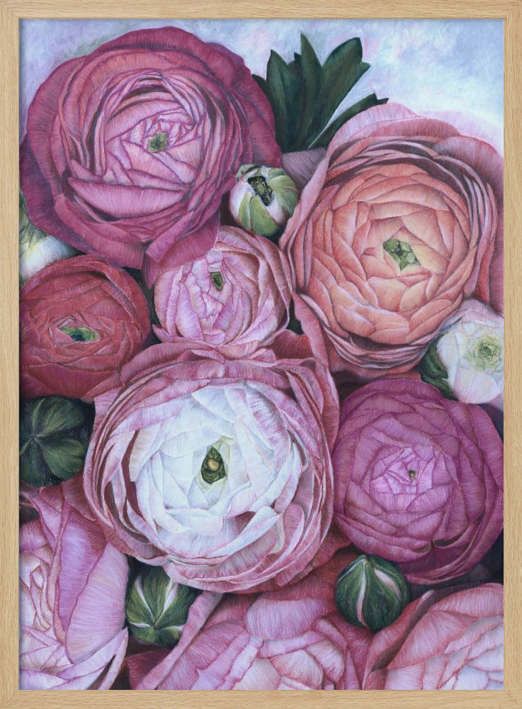 Arleth ranunculus bouquet in cold pink Poster