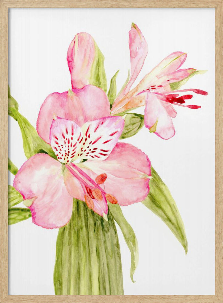 Pink watercolor alstroemeria Poster