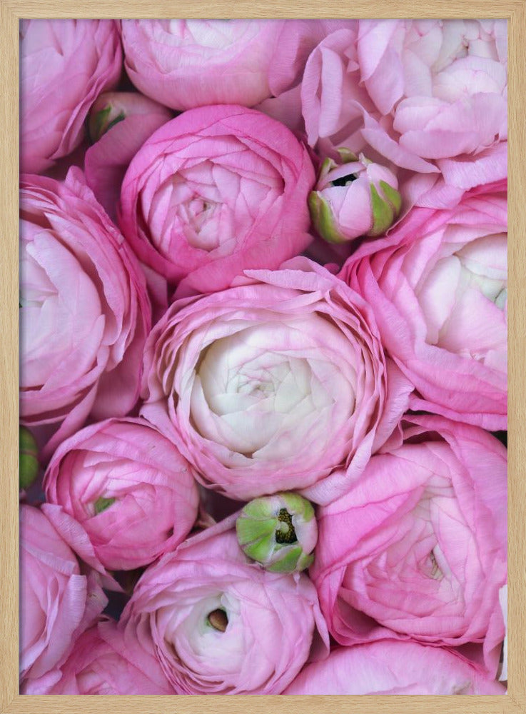 Pink ranunculus Poster