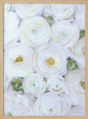 Pure white ranunculus Poster