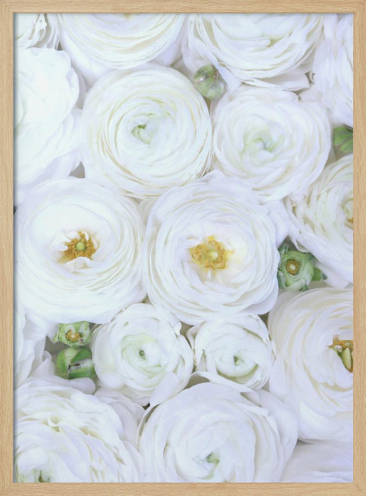 Pure white ranunculus Poster