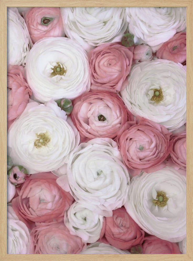 Scattered ranunculus in muted pink I Poster