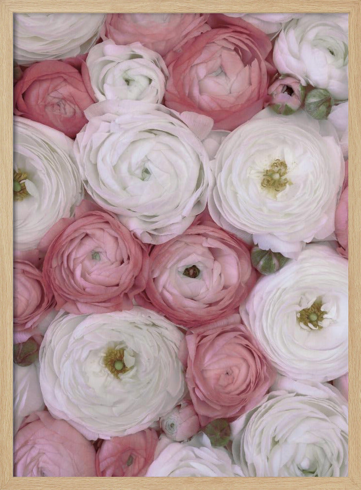 Scattered ranunculus in muted pink II Poster