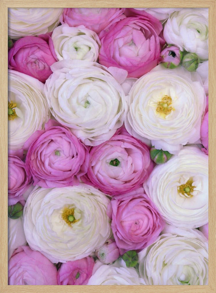 Scattered ranunculus in pink I Poster