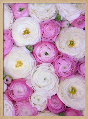 Scattered ranunculus in pink II Poster