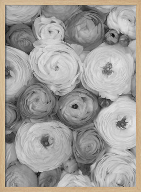 Scattered ranunculus grayscale II Poster