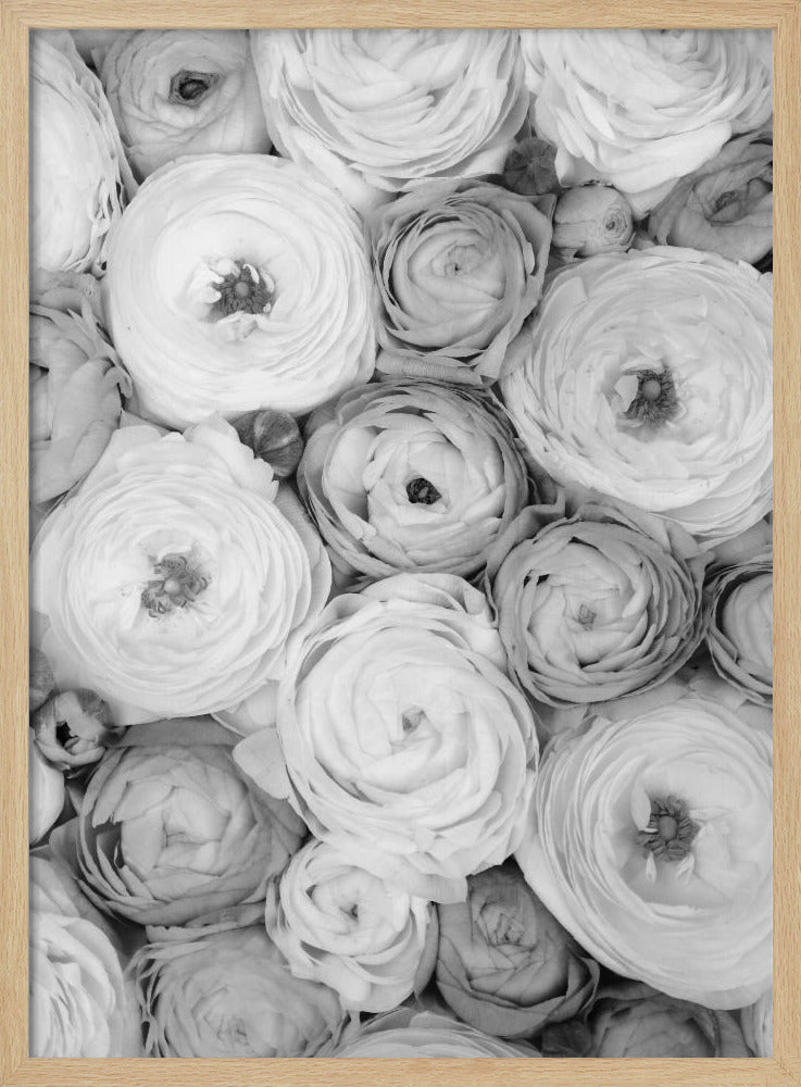 Scattered ranunculus grayscale I Poster