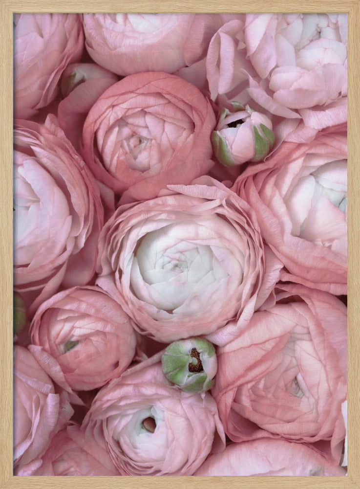 Subdued blush ranunculus Poster