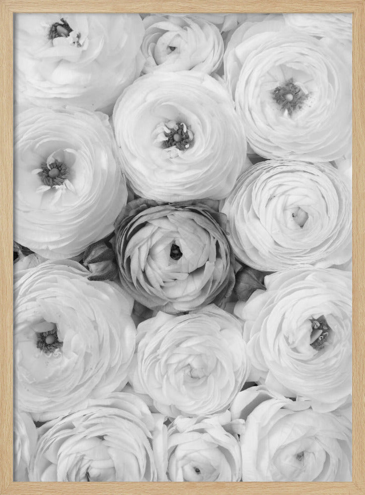 Singular ranunculus gray Poster