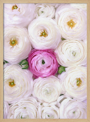 Singular ranunculus in hot pink Poster