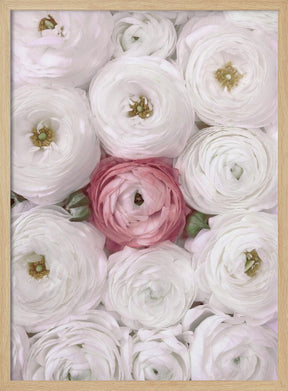 Singular ranunculus in blush Poster